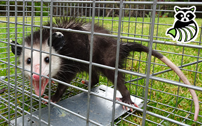 Hawkins County trapping