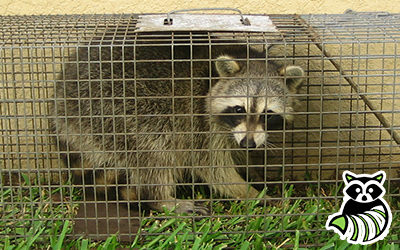 Rogersville trapping